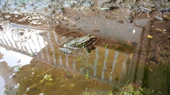 Lithobates kauffeldi