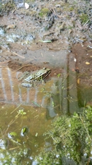 Lithobates kauffeldi