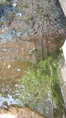 Lithobates kauffeldi