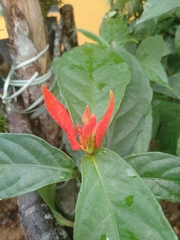 Pachystachys coccinea