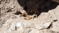 Anuroctonus phaiodactylus