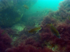 Tautogolabrus adspersus