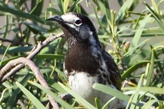 Purnella albifrons