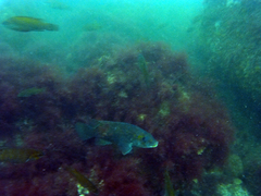 Tautogolabrus adspersus