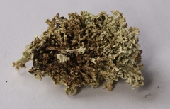 Lecanora phryganitis