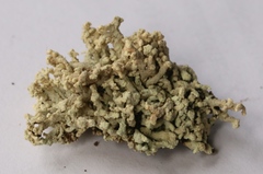 Lecanora phryganitis