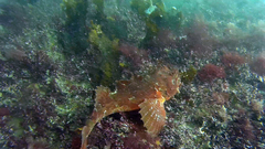 Hemitripterus americanus