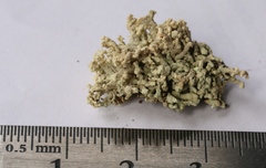 Lecanora phryganitis