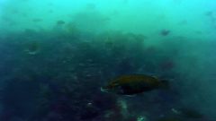 Tautogolabrus adspersus