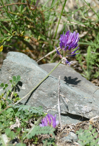 saintfoin milk vetch
