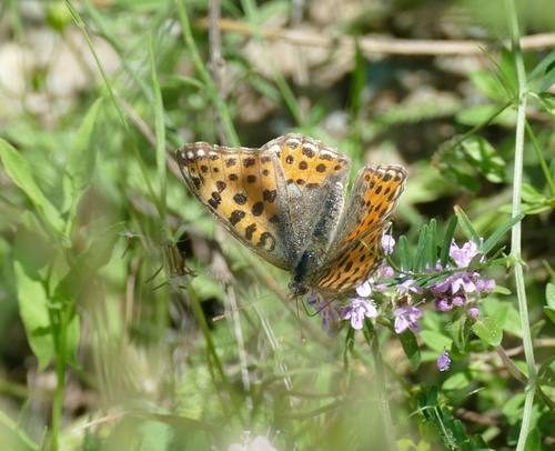 Queen of Spain Fritillary