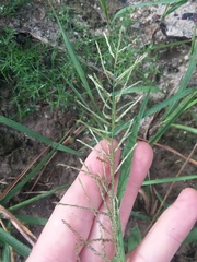 Leptochloa panicoides