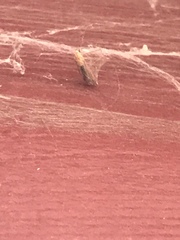 Plodia interpunctella