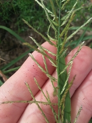 Leptochloa panicoides