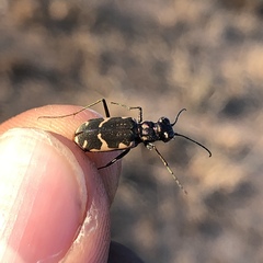 Cicindela schauppii