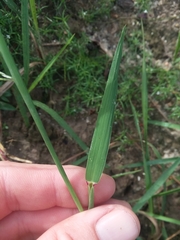 Leptochloa panicoides