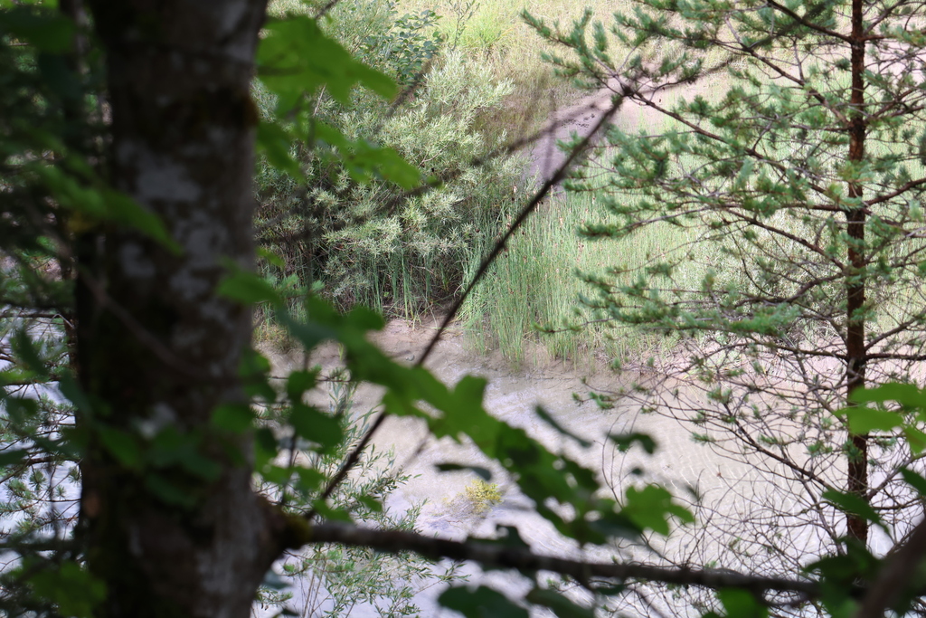 Cỏ nến lùn – Typha minima