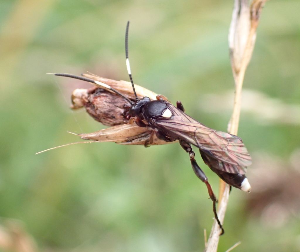 Vulgichneumon saturatorius