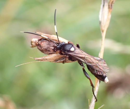 Vulgichneumon saturatorius
