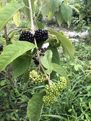 Callicarpa acuminata
