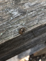 Stethaulax marmorata