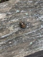 Stethaulax marmorata