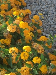 Danaus plexippus