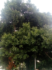 Melicoccus oliviformis