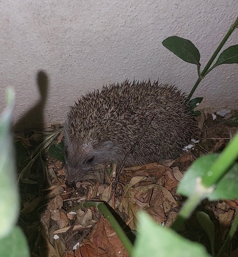 ヒトイロハリネズミ