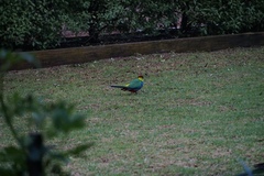 Purpureicephalus spurius