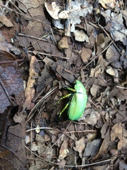 Chrysina laniventris