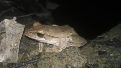 Polypedates leucomystax