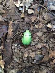 Chrysina laniventris