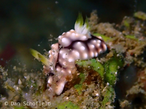 Geometric Goniobranchus