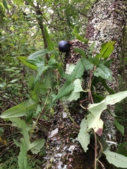 Passiflora exsudans