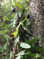 Passiflora exsudans