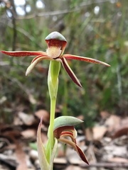 Lyperanthus serratus