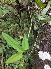 Passiflora exsudans