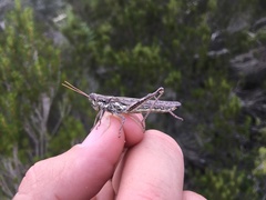 Schistocerca ceratiola