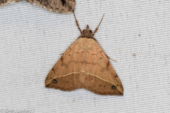 Hemeroplanis floccalis