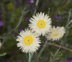 Chrysocephalum baxteri