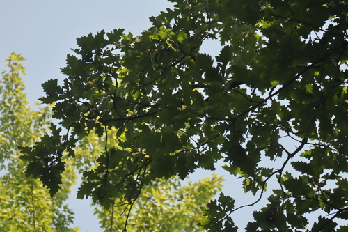 Quercus schuettei