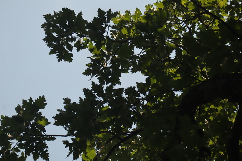 Quercus × schuettei, photograph 1
