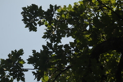 Quercus × schuettei, photograph (c) Henry "Nick" Robertson, some rights reserved (CC BY-SA)