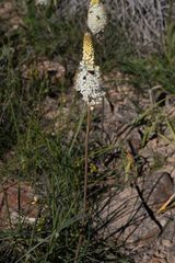 Bulbinella eburniflora