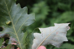 Quercus × schuettei, photograph (c) Henry "Nick" Robertson, some rights reserved (CC BY-SA)