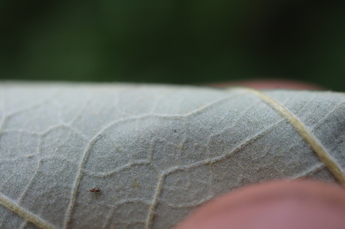Quercus × schuettei, photograph 3
