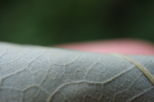 Quercus × schuettei, photograph 4