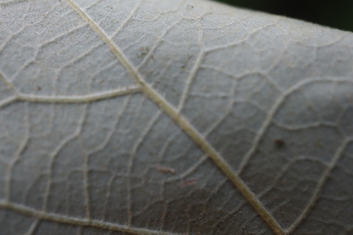 Quercus × schuettei, photograph 5