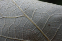 Quercus × schuettei, photograph (c) Henry "Nick" Robertson, some rights reserved (CC BY-SA)